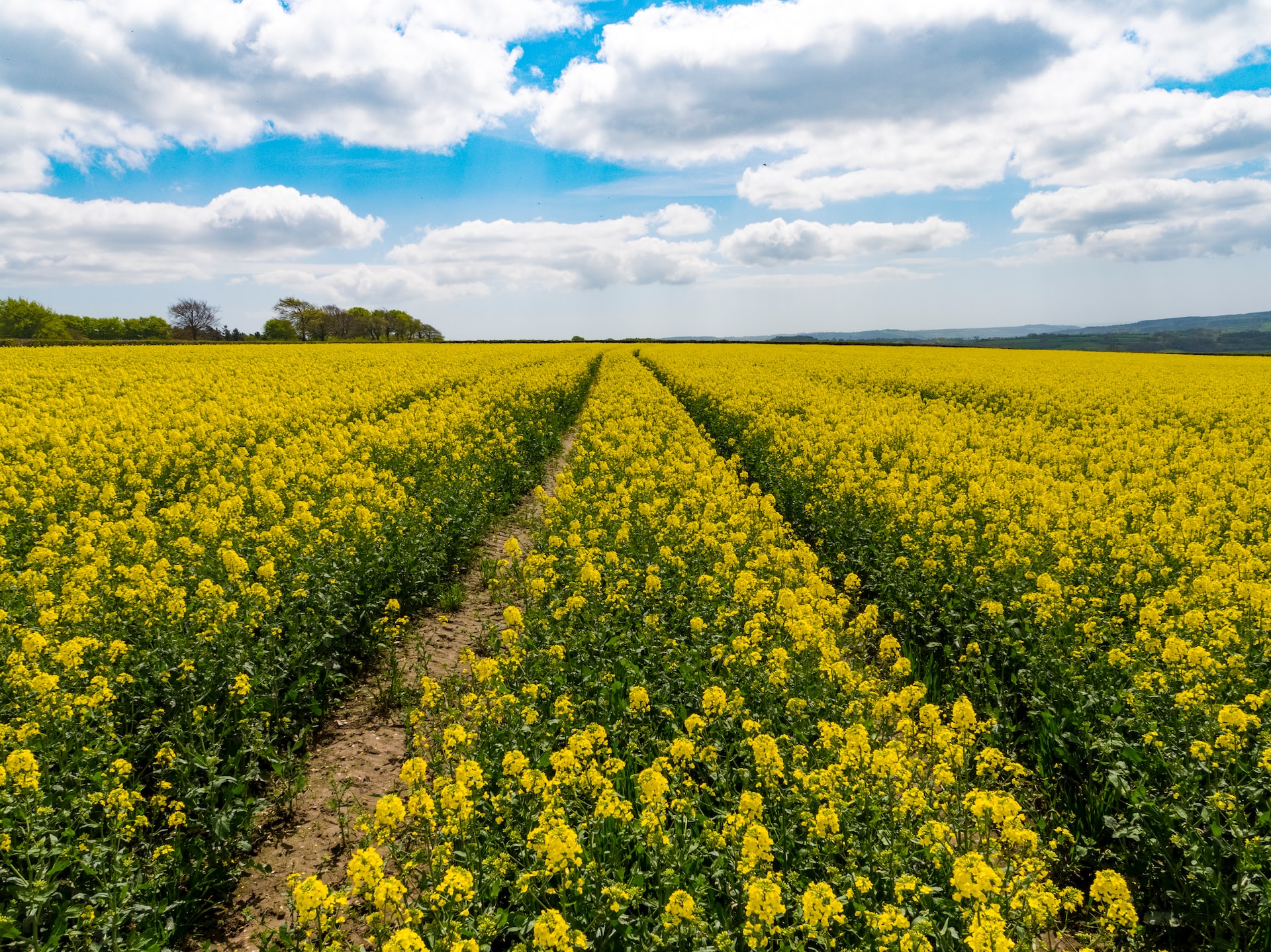 Synthetic biology applications supporting resilient crops and sustainable agriculture