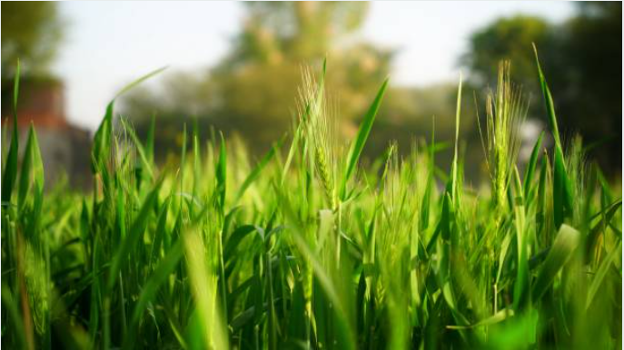 Climate_Change_Synbio